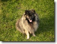 Německý špic malý vlkošedý