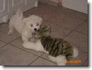 Tak takhle si hraji s tygříkem