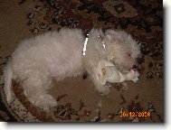 Po hrátkách s tygříkem jsem hned usnula s dinosauríkem