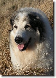 suchá tráva mi sluší...