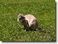 Gonzo (Whale Útěcha)