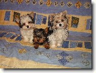 Snoopy Saša a Sára