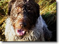 Český fousek Monika 2