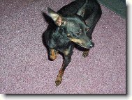 pražský krysařík