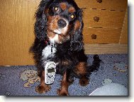 můj kavalírek čárlí