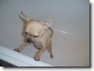 Sammyček se koupal..