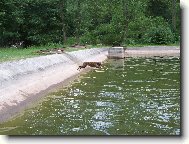 Pak že boxer nemá rád vodu :)