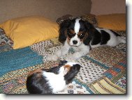 moje zlatíčko Brixi