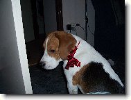 vánoční dáreček