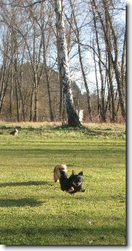 Barča s Alvou z Třebaňského údolí v letu