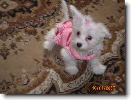 Půjdu na procházku