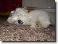 Spinkající Montík