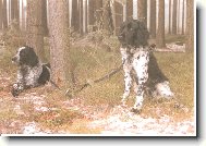 Kim od Staré vsi+Or z Lůckého boří