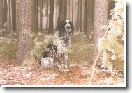 Or z Lůckého boří