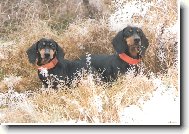 Malé slečny na honu v Příšově