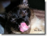 jee to je jazýček :-)