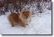 Mao-vzpomínka na loňský sníh