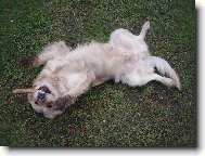 to není doutník,ale buvolí kost!