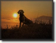 Archie čeká na sníh