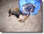 v te boudičce je ale horko