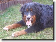 Achil z Opatovických luk