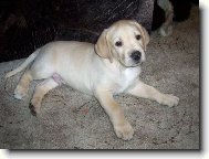 Náš nový člen rodiny