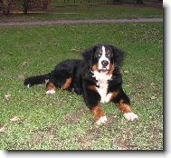 Astor Polepské údolí