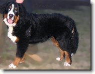 Astor Polepské údolí