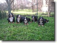 Astor Polepské údolí a jeho přátelé