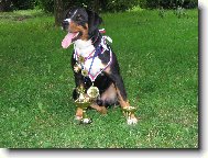 Arcos z Tichého údolí