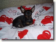 Srdíčko mezi srdíčky