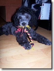 Oskar z Benešova nad Ploučnnicí