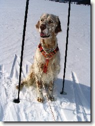 Frodo z Mešinské hájovny