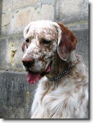 Frodo z Mešinské hájovny