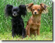 Ruský Toy v chovatelské stanici ze Zlaté Jalny