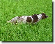 Německý dlouhosrstý ohař