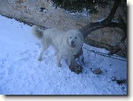 Engel z Oppida Lughtwine