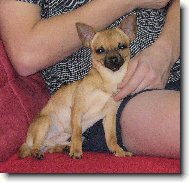 Fenri (Reino-chi ze Sídlberku)