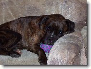 moje minulá boxerka Barborka