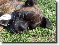 Baruška odpočívá