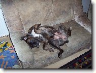 fakt neznám větší psí mazlíčky než boxery