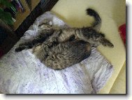 Dvě povalující se sibiřanky