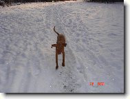 létající čestmír