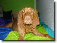 v peřinách taky moc dobrý