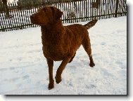 Ich.,Multi Ch.,Ch,práce naše \"Amanda\"