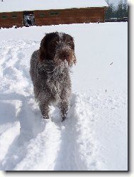 Gina od Dubového Dvora