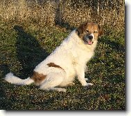 Akina - Přeštická luka