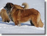 Bonnie B. Bora z Milotiček