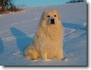 Baron z Borovýho Hrádku