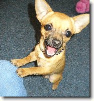 Nadšený čivavák Fenri